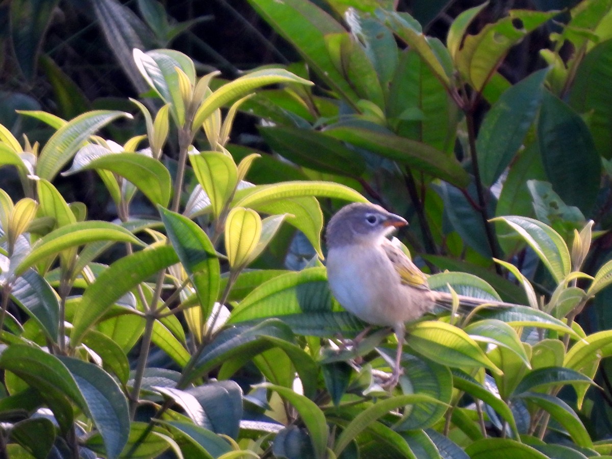 Wedge-tailed Grass-Finch - ML628054046