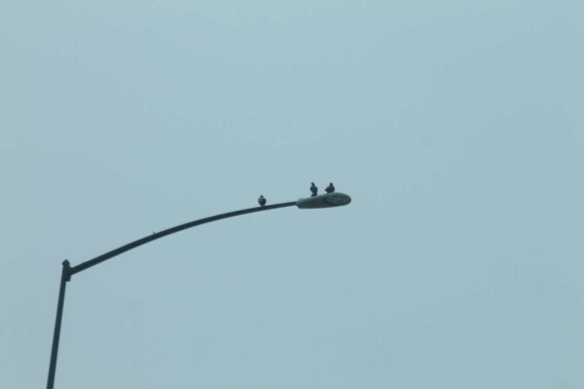 Rock Pigeon (Feral Pigeon) - ML628054047