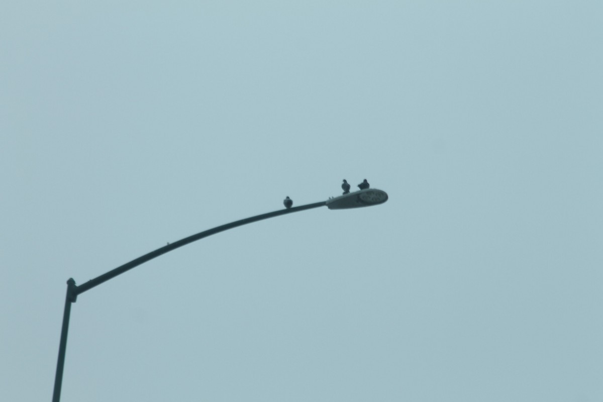 Rock Pigeon (Feral Pigeon) - ML628054048