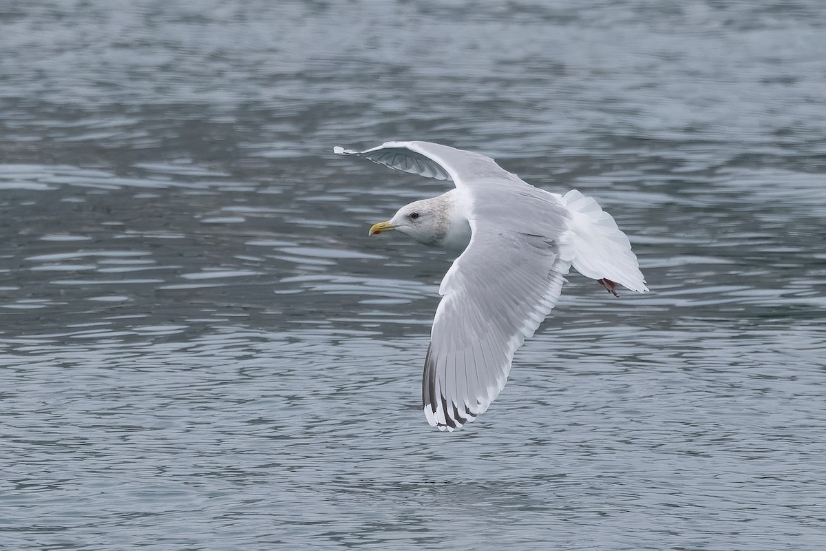 Iceland Gull (thayeri/kumlieni) - ML628054049