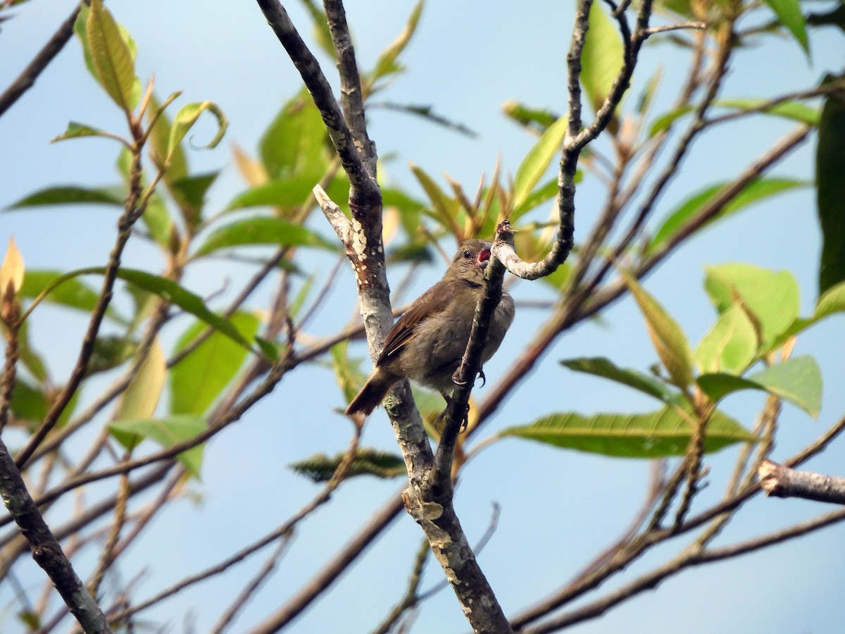 Dull-colored Grassquit - ML628054050