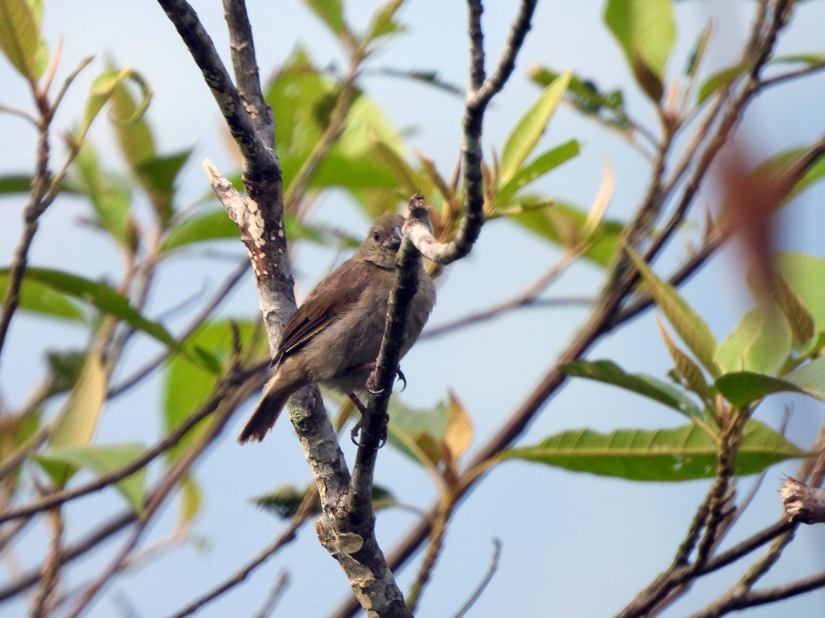 Dull-colored Grassquit - ML628054051