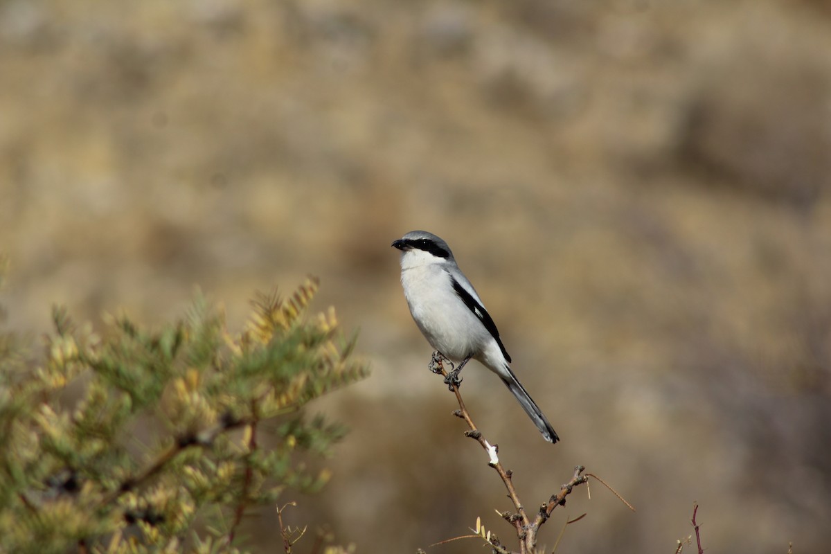 Loggerhead Shrike - ML628054062