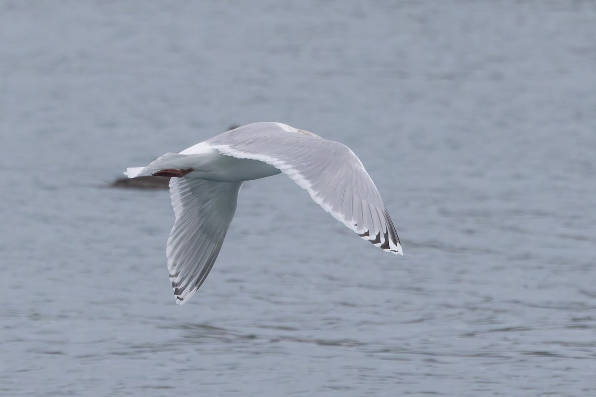 Iceland Gull (thayeri/kumlieni) - ML628054078