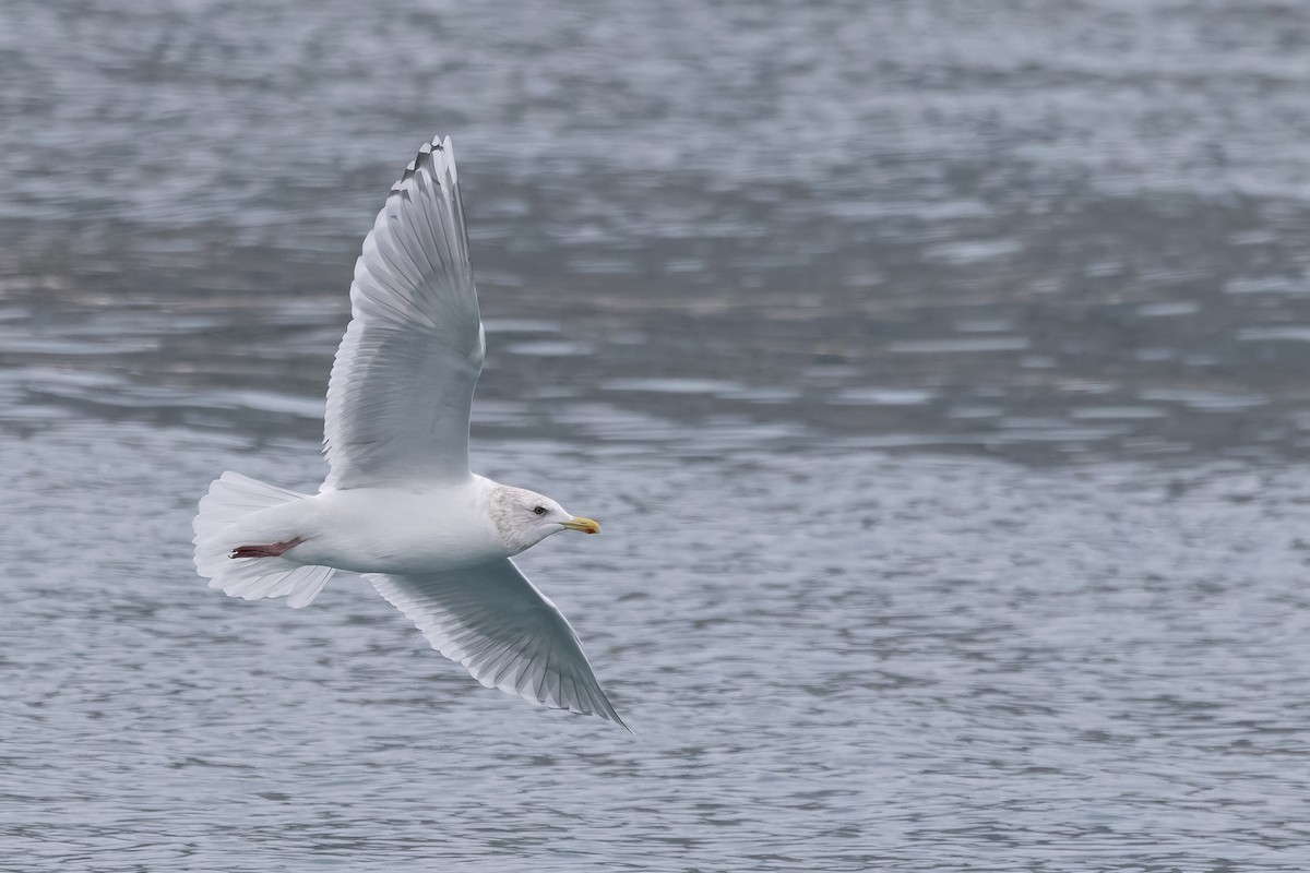 Iceland Gull (thayeri/kumlieni) - ML628054079