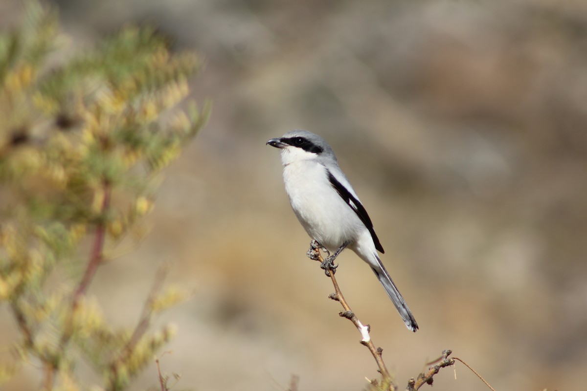 Loggerhead Shrike - ML628054082