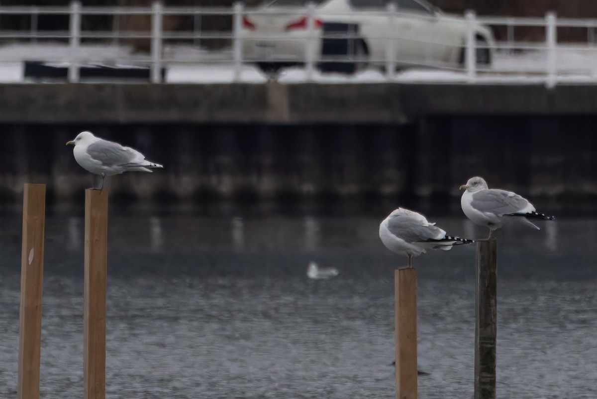 Iceland Gull (kumlieni) - ML628054085