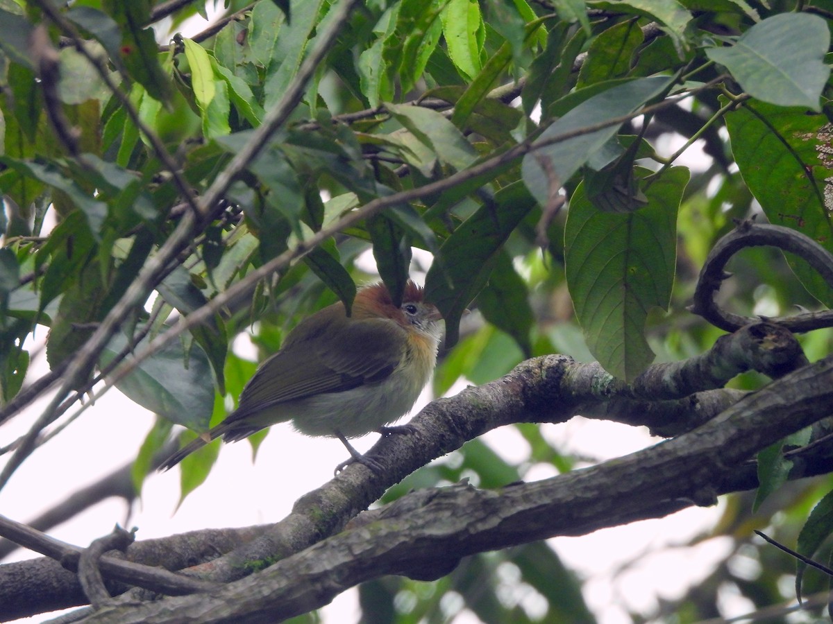 Rufous-naped Greenlet - ML628054086