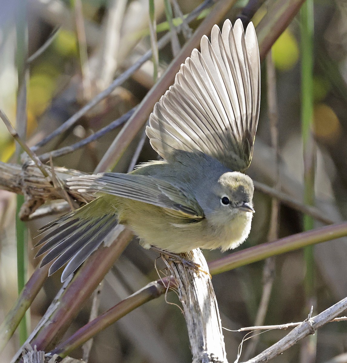 Orange-crowned Warbler - ML628054101