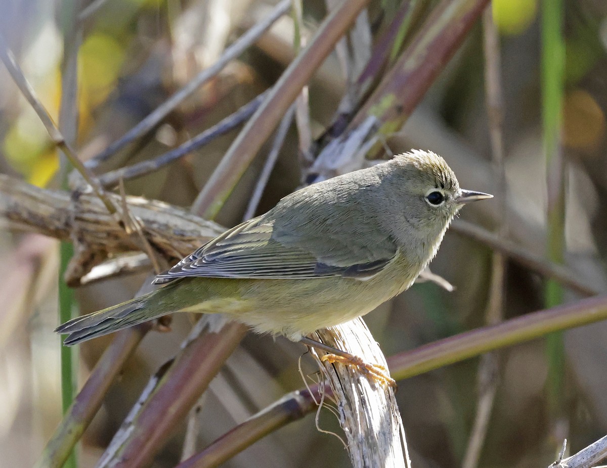 Orange-crowned Warbler - ML628054102