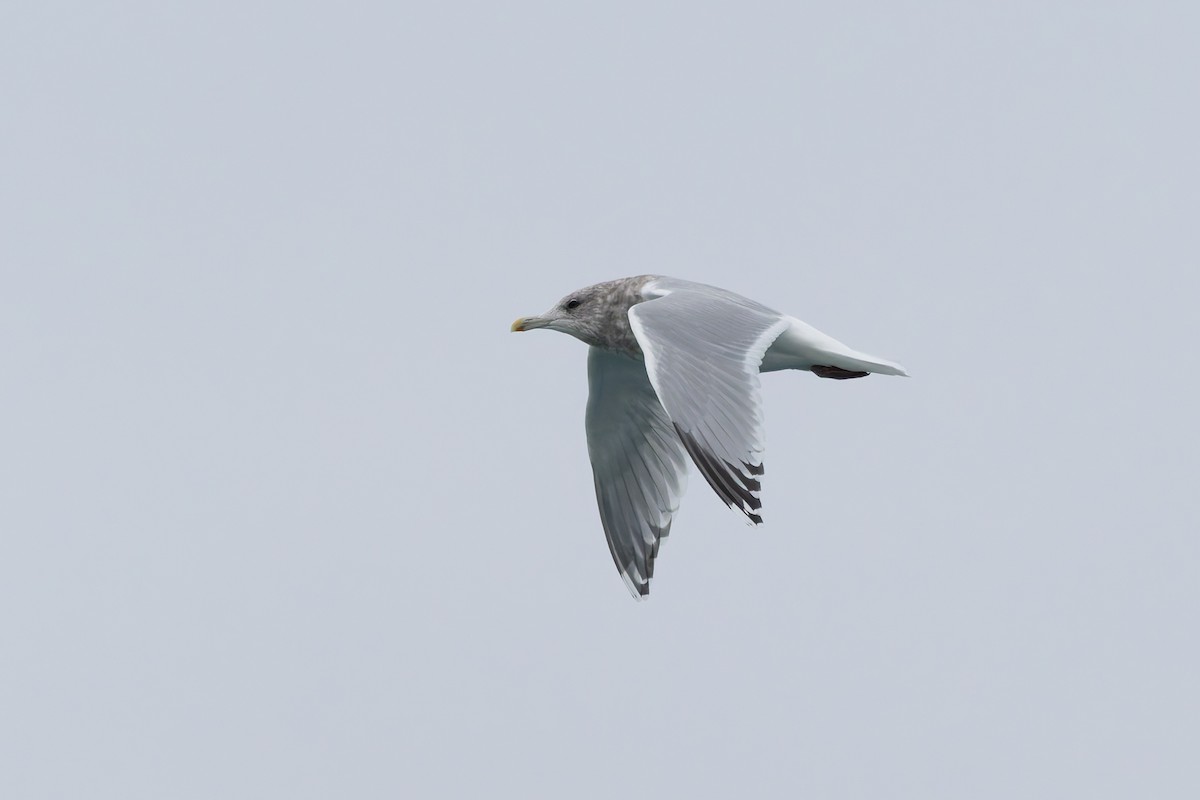 Iceland Gull (Thayer's) - ML628054104