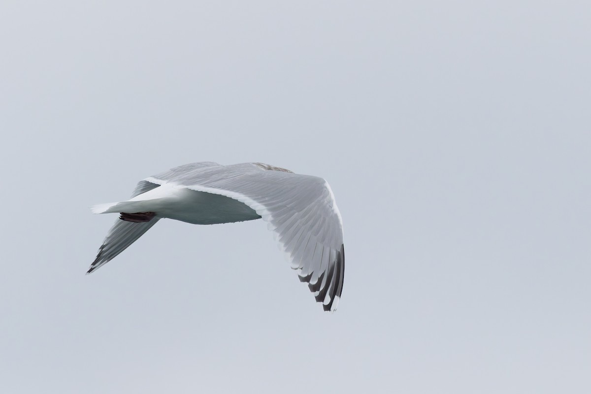 Iceland Gull (Thayer's) - ML628054105