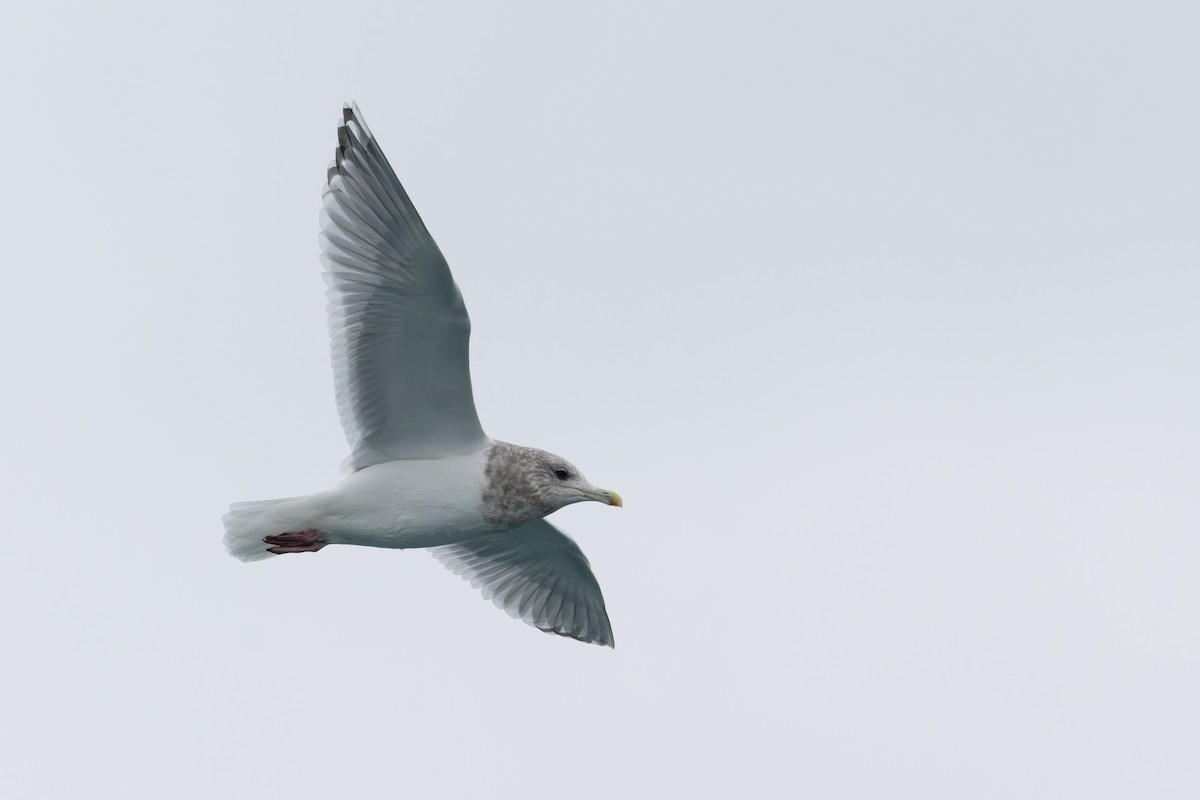 Iceland Gull (Thayer's) - ML628054106