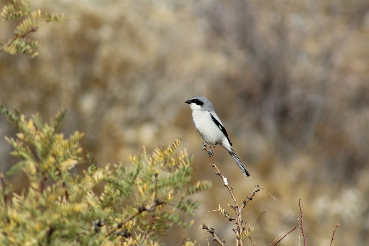 Loggerhead Shrike - ML628054107