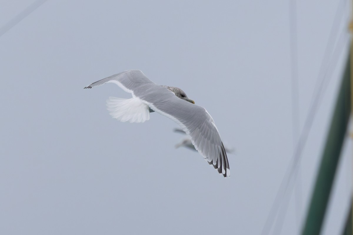 Iceland Gull (Thayer's) - ML628054111