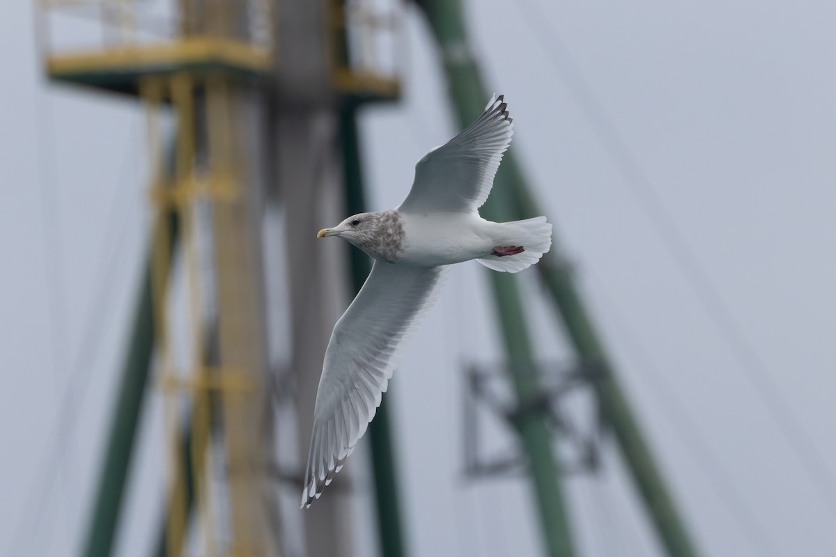 Iceland Gull (Thayer's) - ML628054112