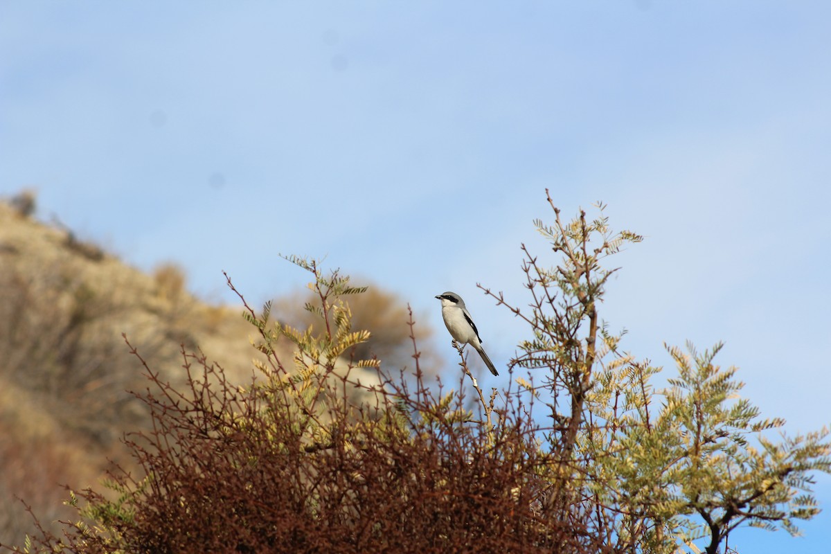Loggerhead Shrike - ML628054135