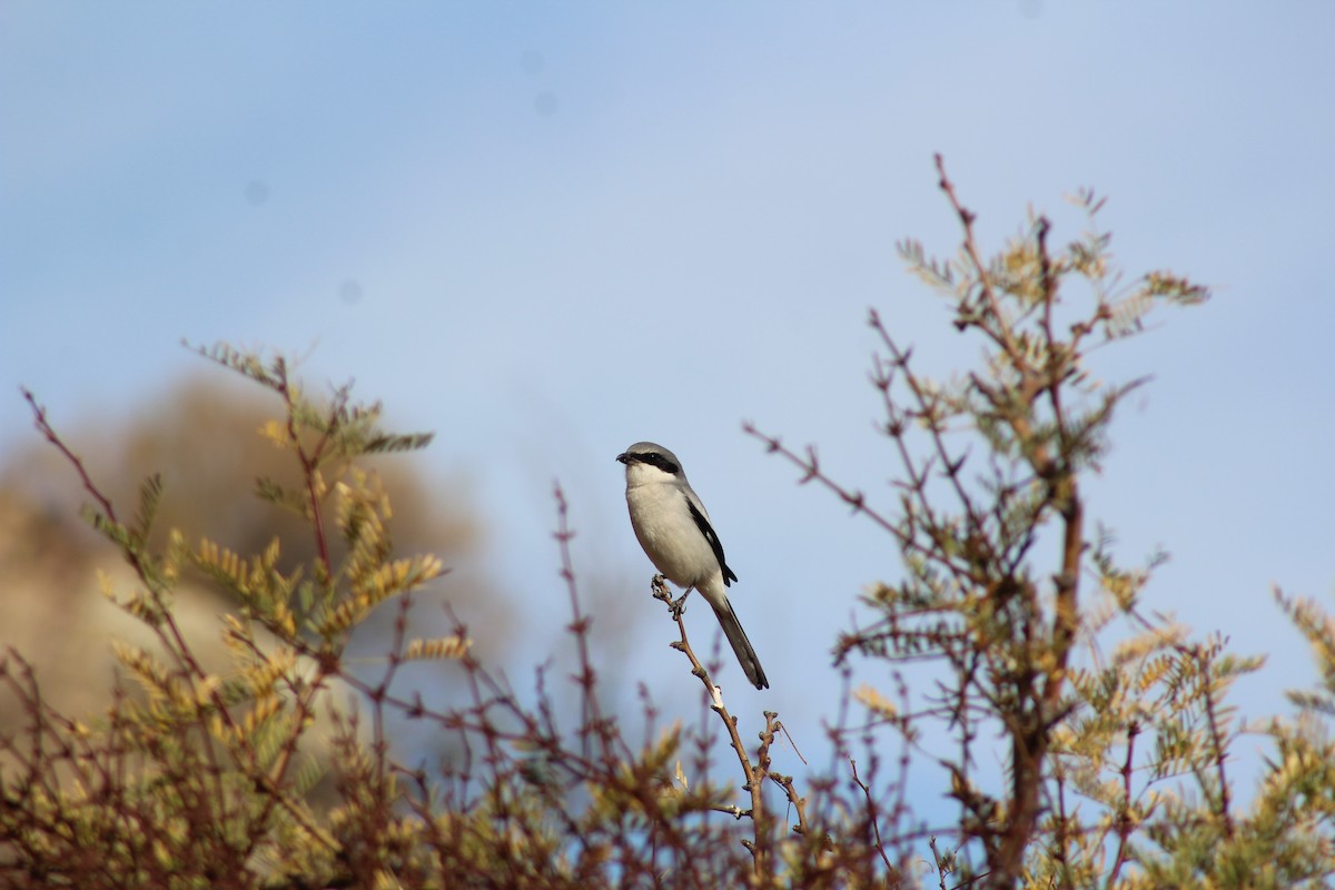 Loggerhead Shrike - ML628054137