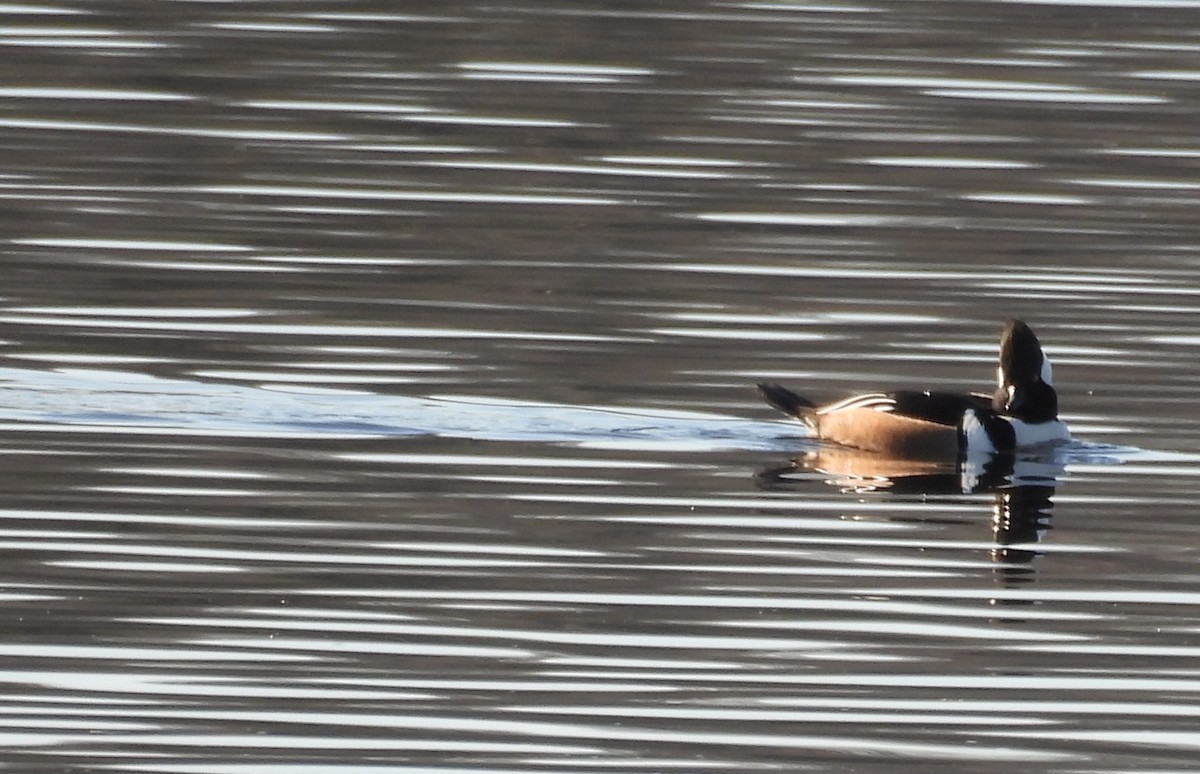 Hooded Merganser - ML628054145