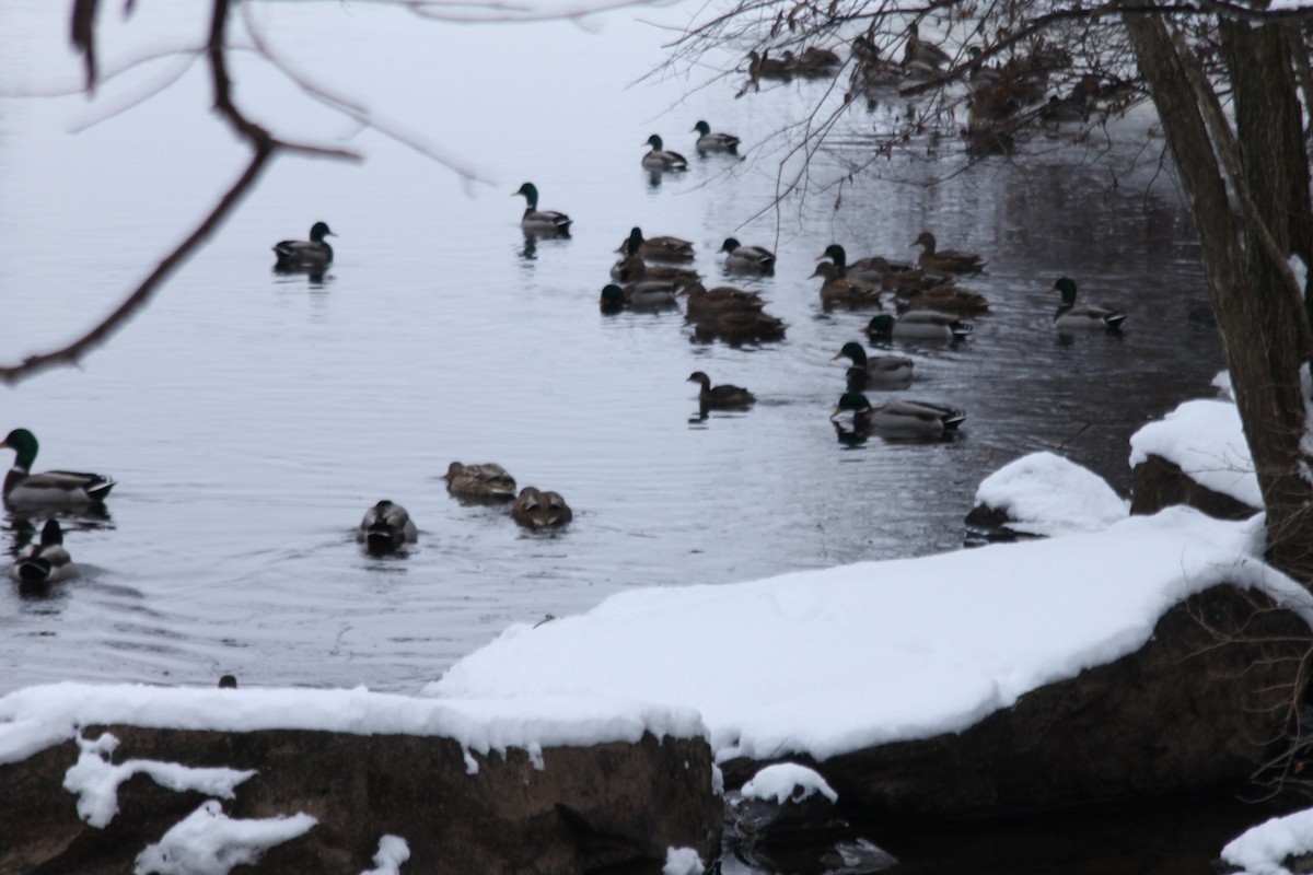 Pied-billed Grebe - ML628054146