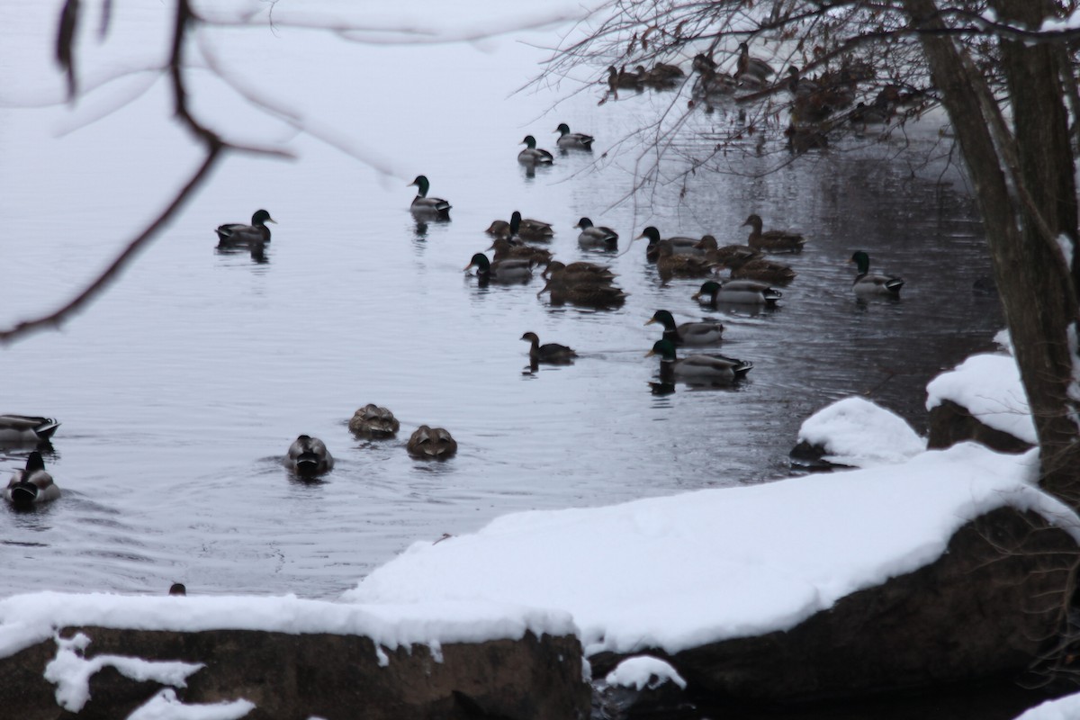 Pied-billed Grebe - ML628054147