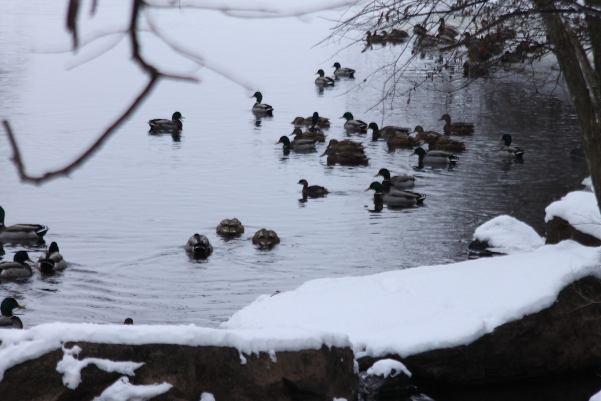 Pied-billed Grebe - ML628054148