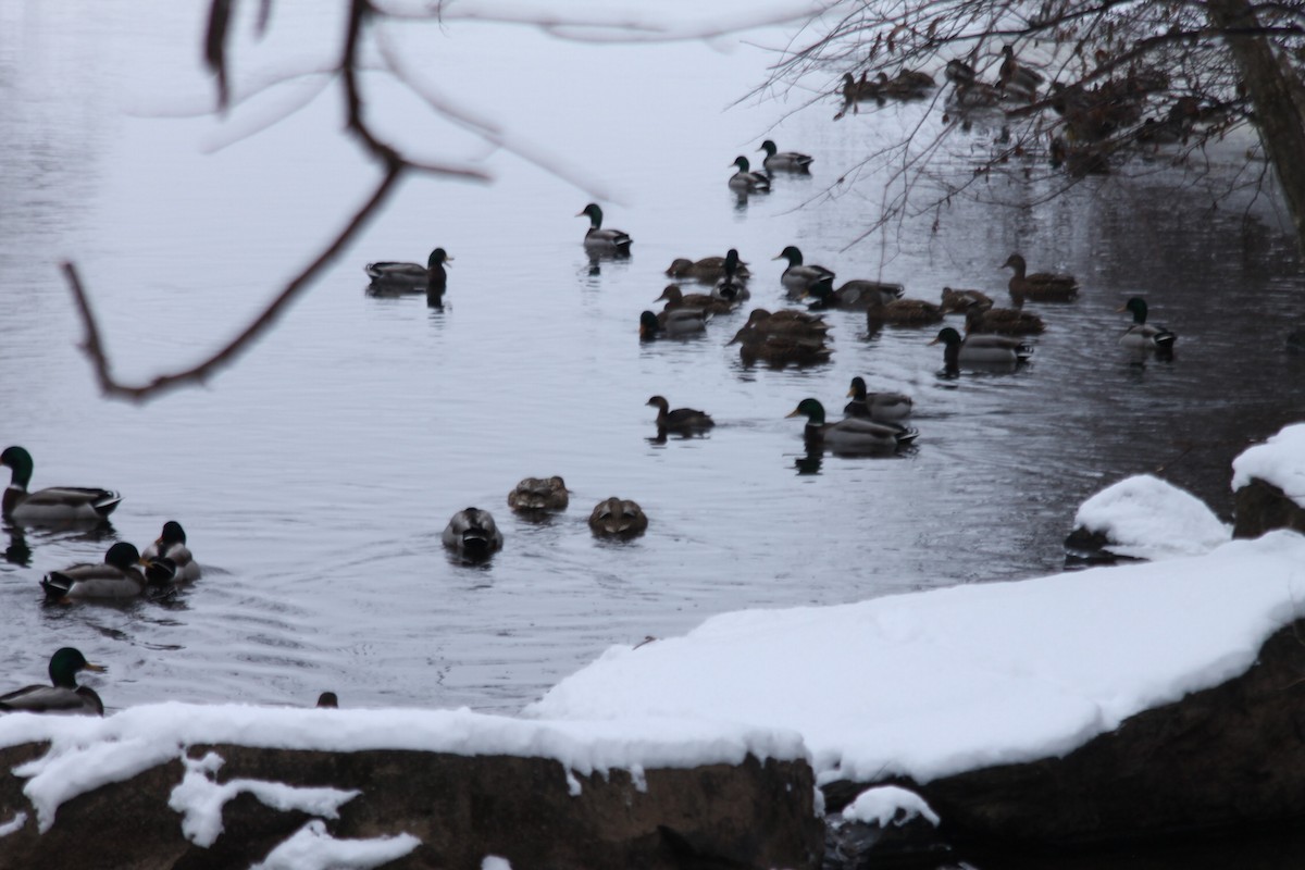 Pied-billed Grebe - ML628054149
