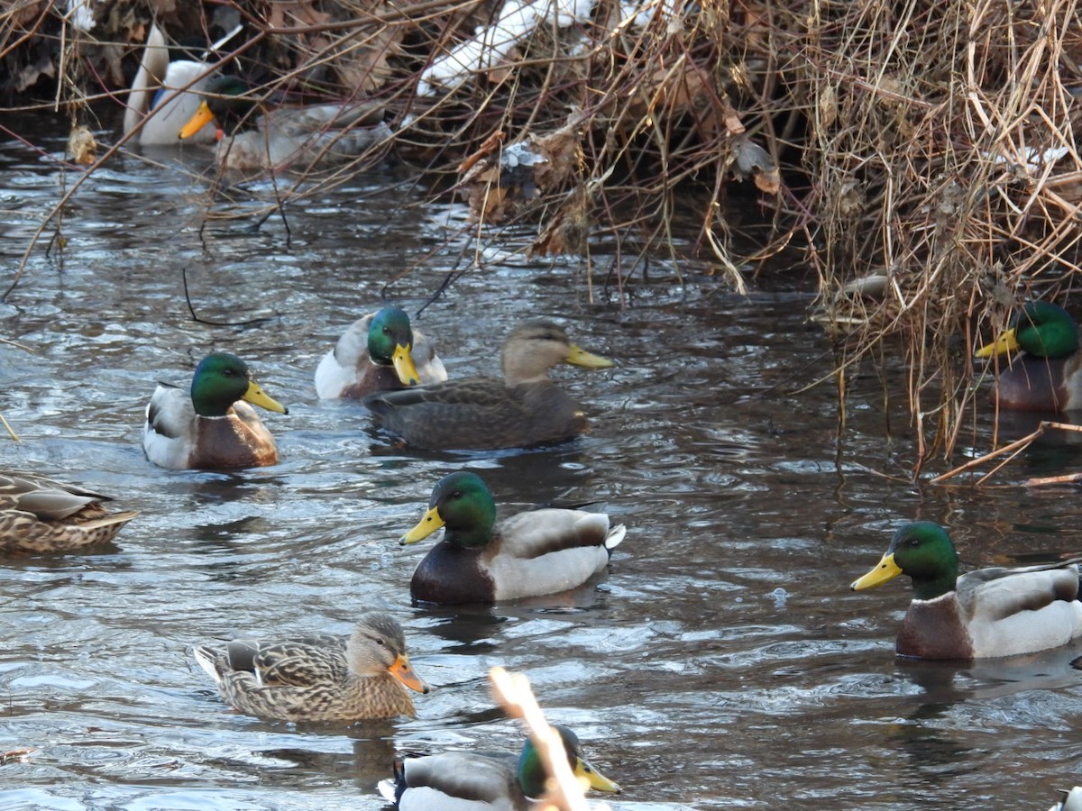 American Black Duck - ML628054162