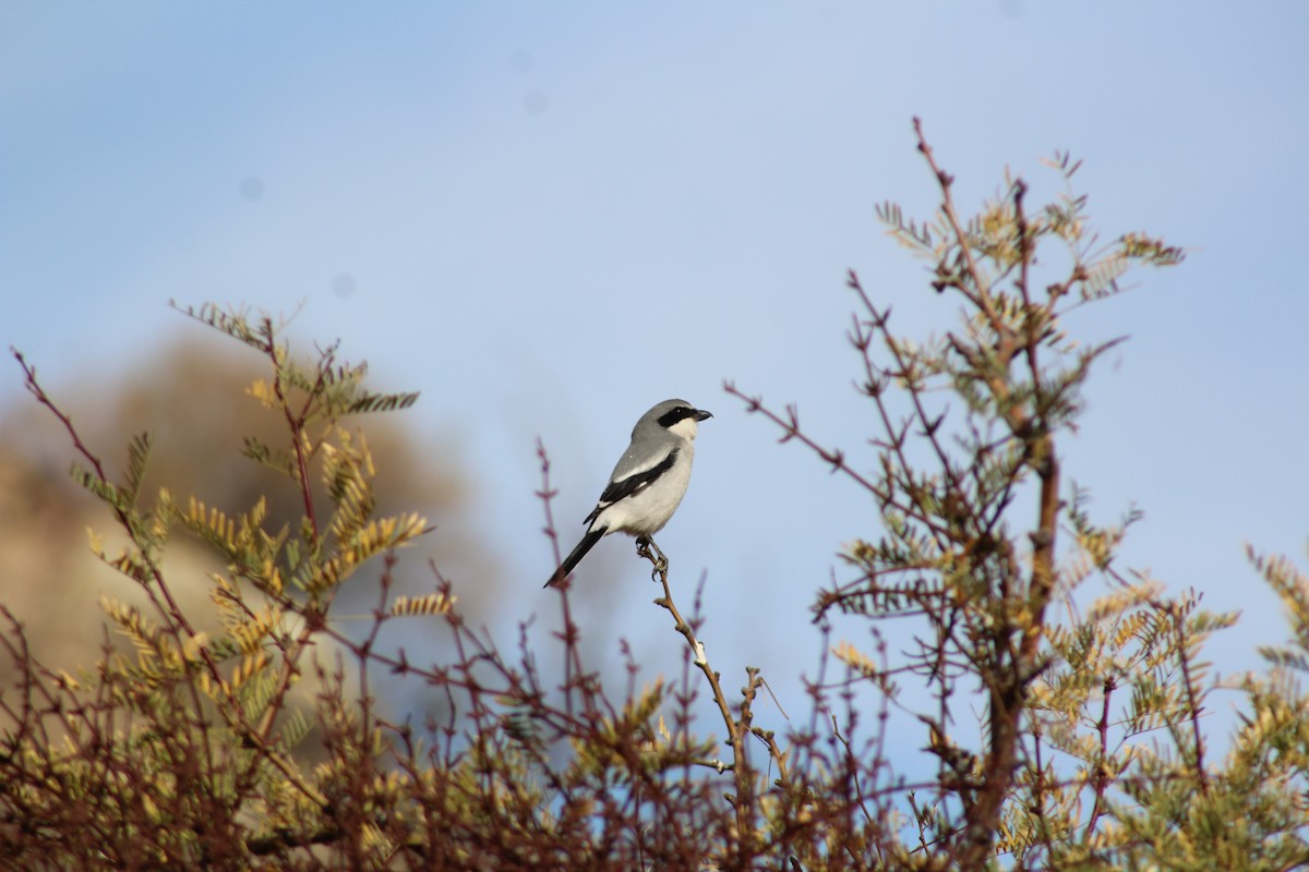 Loggerhead Shrike - ML628054183