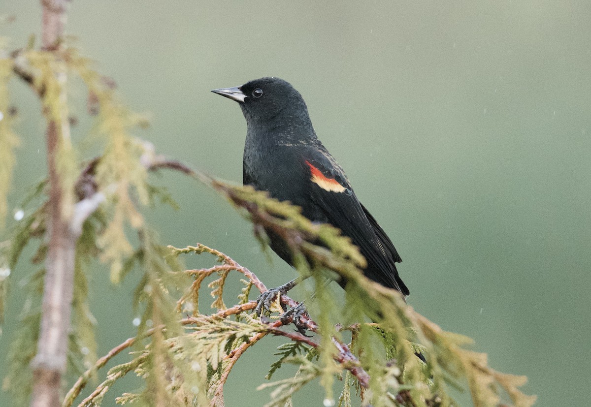 Red-winged Blackbird - ML628054232