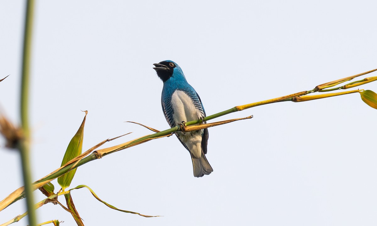 Swallow Tanager - ML628054234