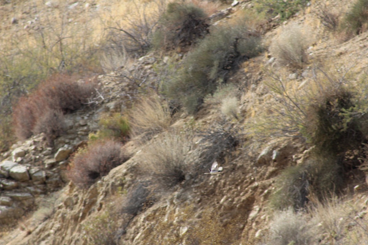 Loggerhead Shrike - ML628054240