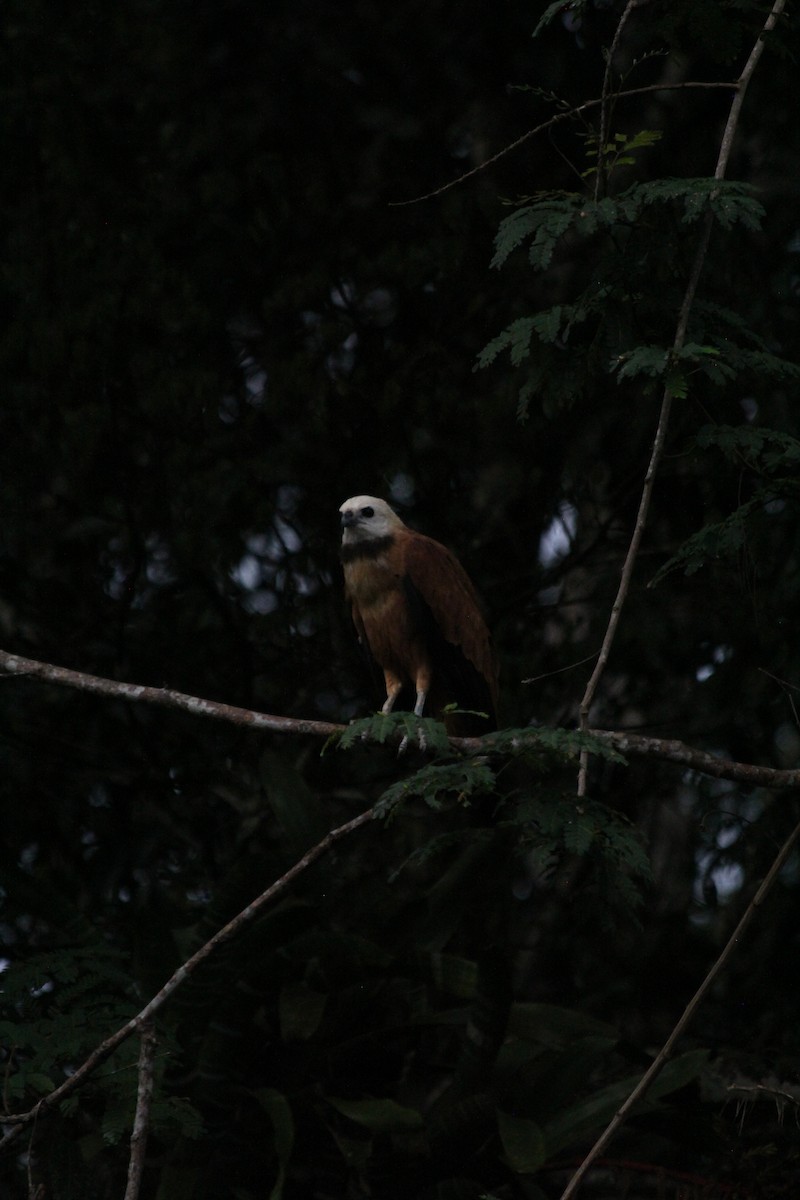 Black-collared Hawk - ML628054256