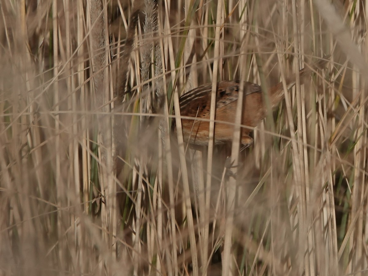 Grass Wren (Northern) - ML628054258