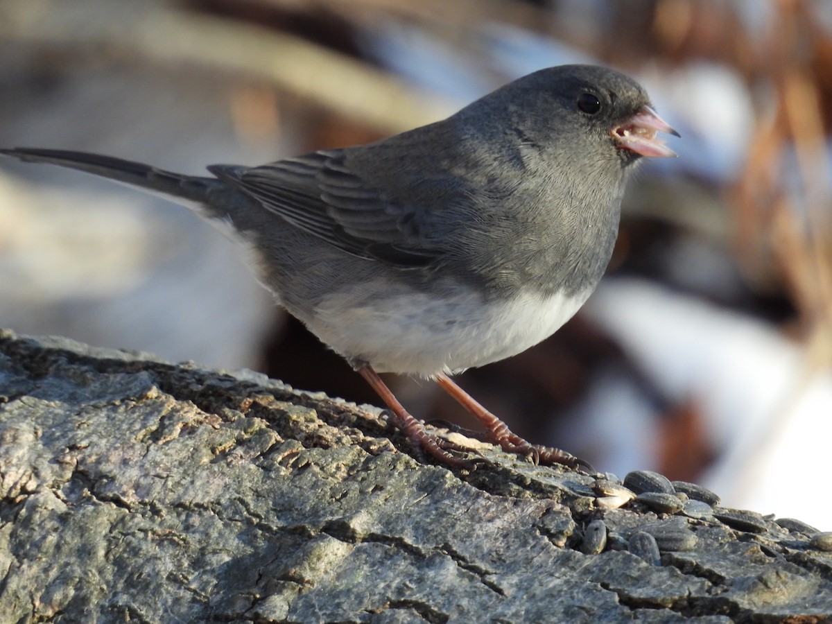 Dark-eyed Junco - ML628054273