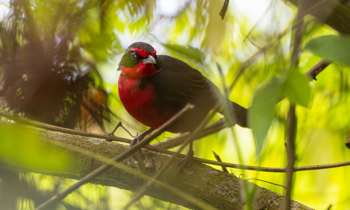 Rosy Thrush-Tanager - ML628054309