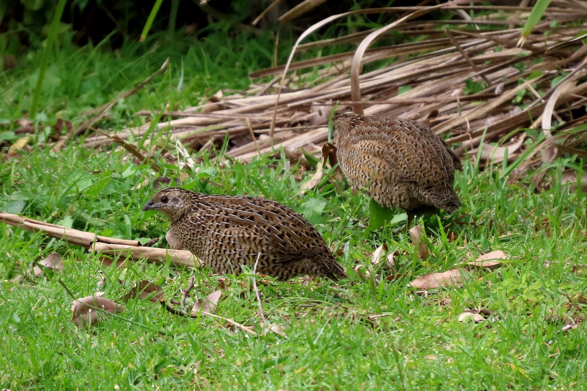 Brown Quail - ML628054333