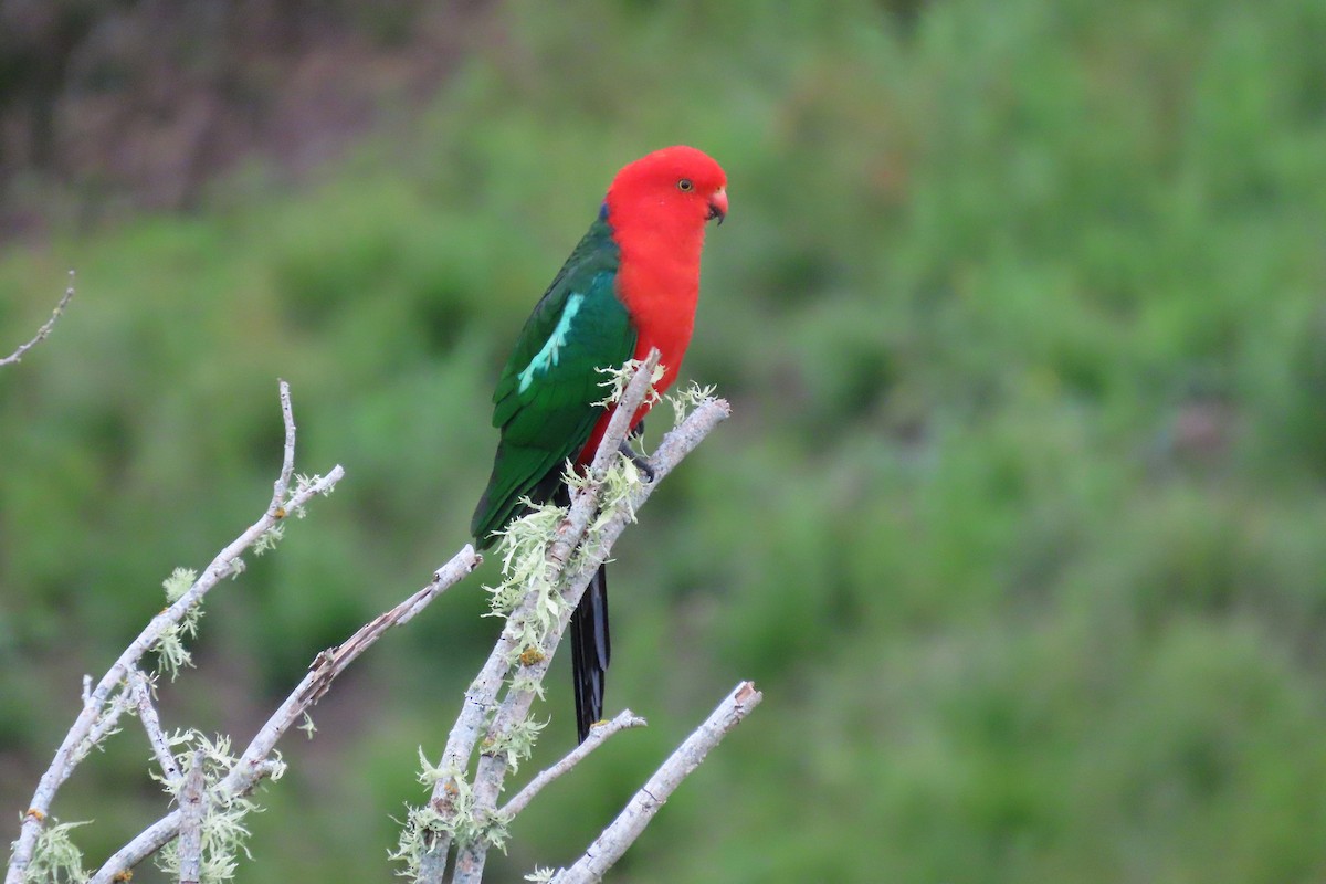 Australian King-Parrot - ML628054340