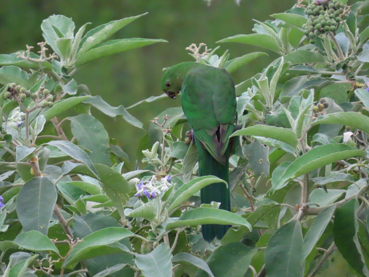 Australian King-Parrot - ML628054341