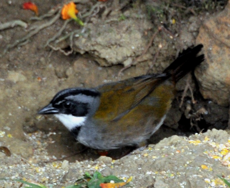 Sierra Nevada Brushfinch - ML628054343