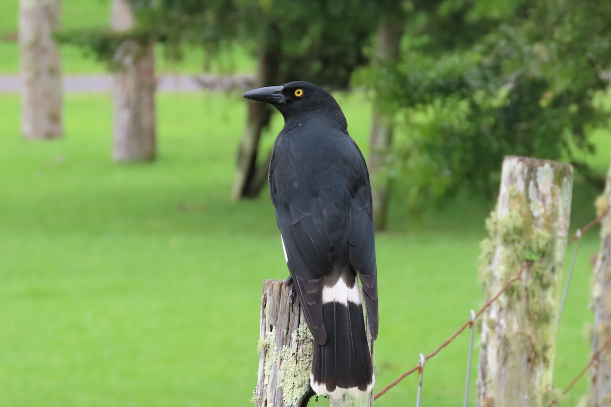 Pied Currawong - ML628054351