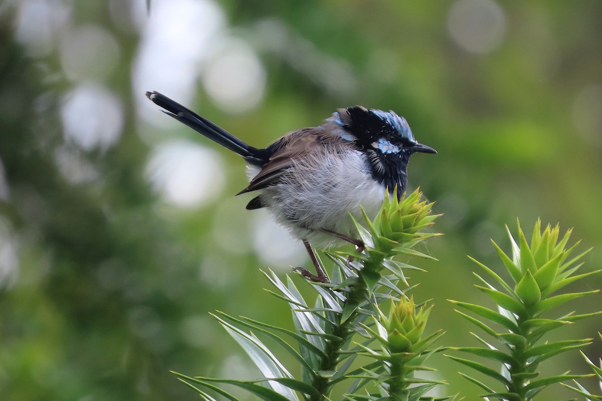 Superb Fairywren - ML628054358