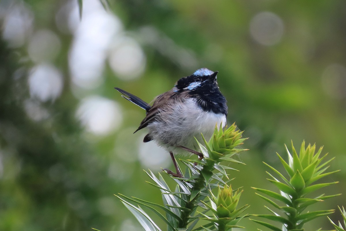 Superb Fairywren - ML628054359