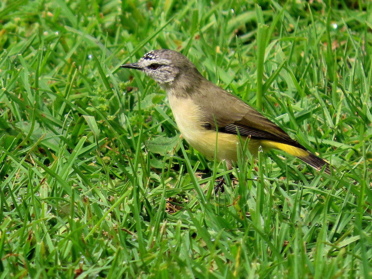 Yellow-rumped Thornbill - ML628054361