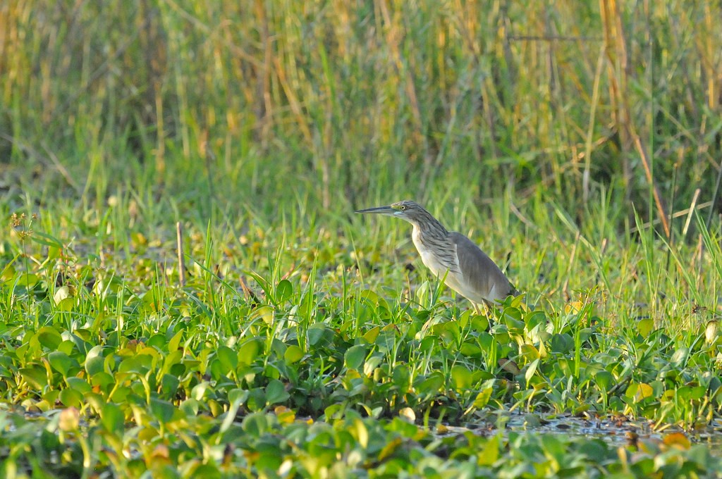 Squacco Heron - ML628054370
