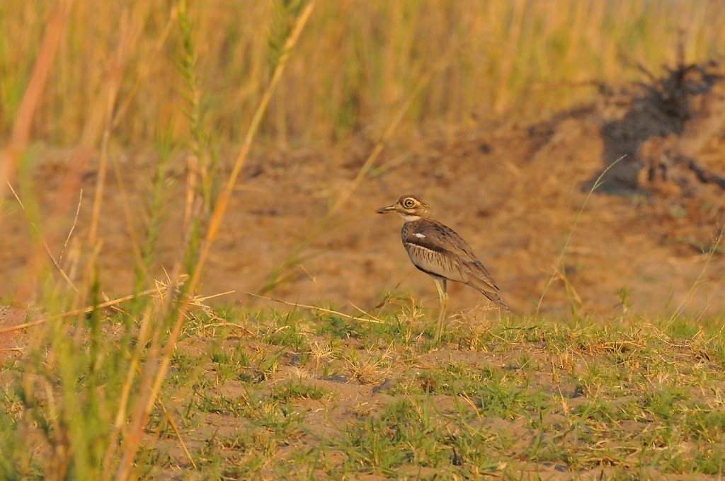 Water Thick-knee - ML628054424
