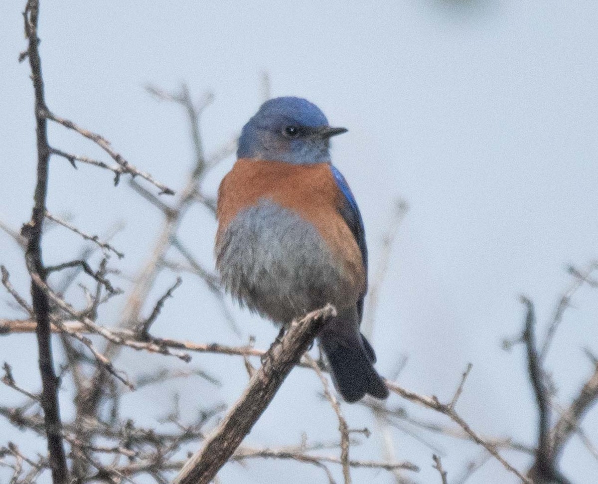 Western Bluebird - ML628054427