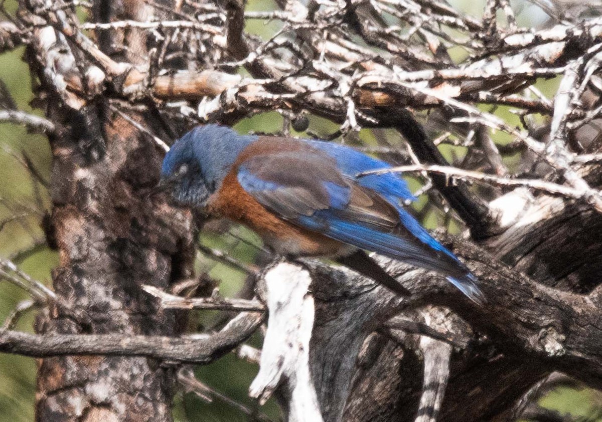 Western Bluebird - ML628054451