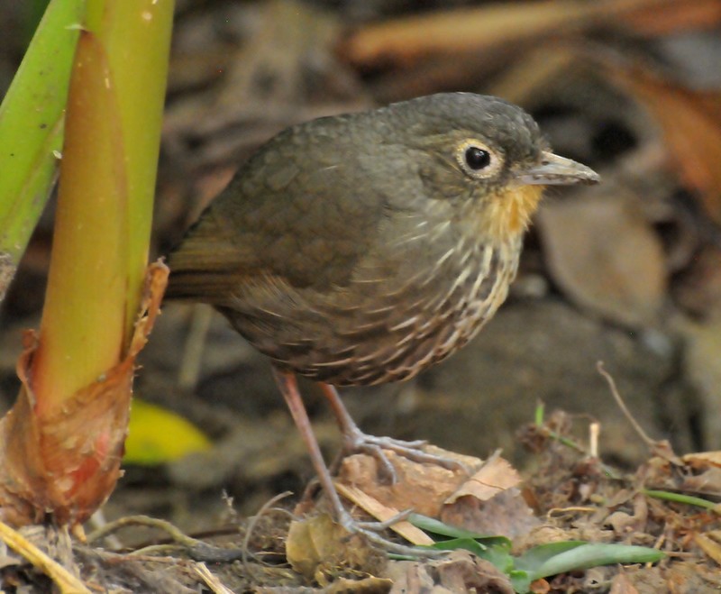 Santa Marta Antpitta - ML628054456