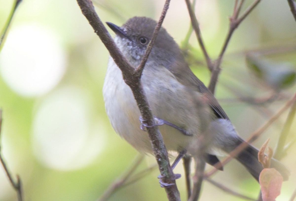 Mountain Thornbill - ML628054470